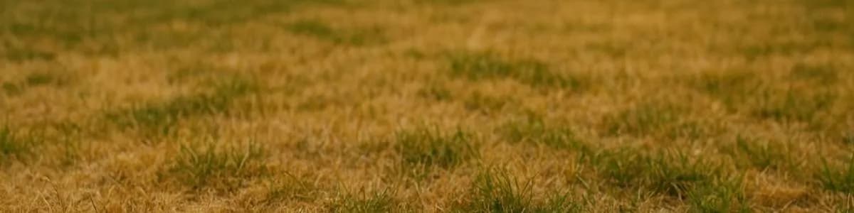 Do kiedy podlewać trawnik jesienią, aby uniknąć uszkodzeń przed zimą?