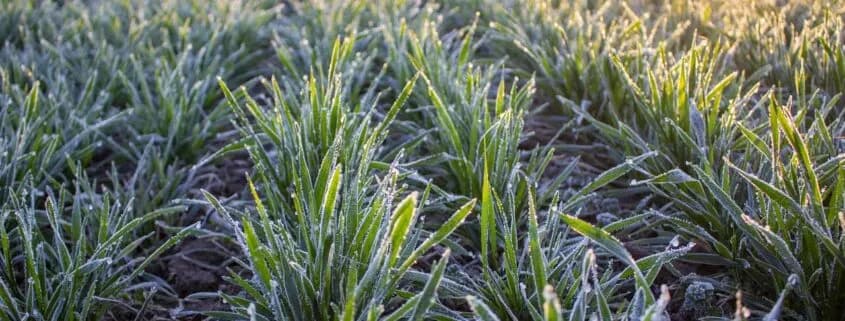 Jak pospolity chwast zbożowy wpływa na plony i jak go zwalczać