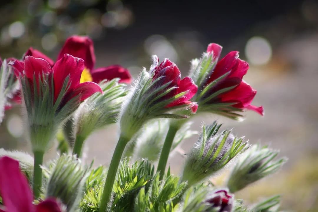 Kiedy kwitnie jaskier? Poznaj tajemnice jego sezonu kwitnienia