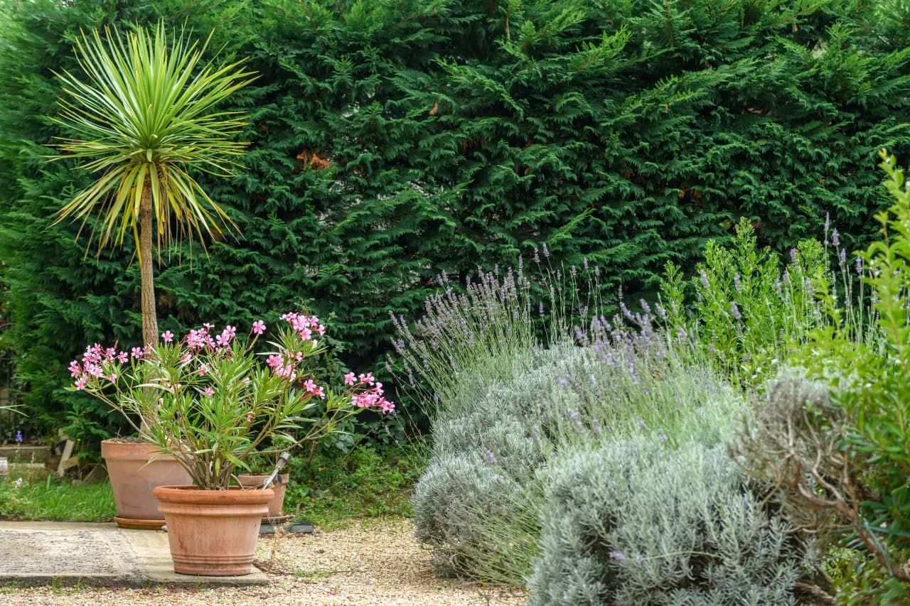 Jaka donica do oleandra? Wybierz idealną donicę dla zdrowego wzrostu