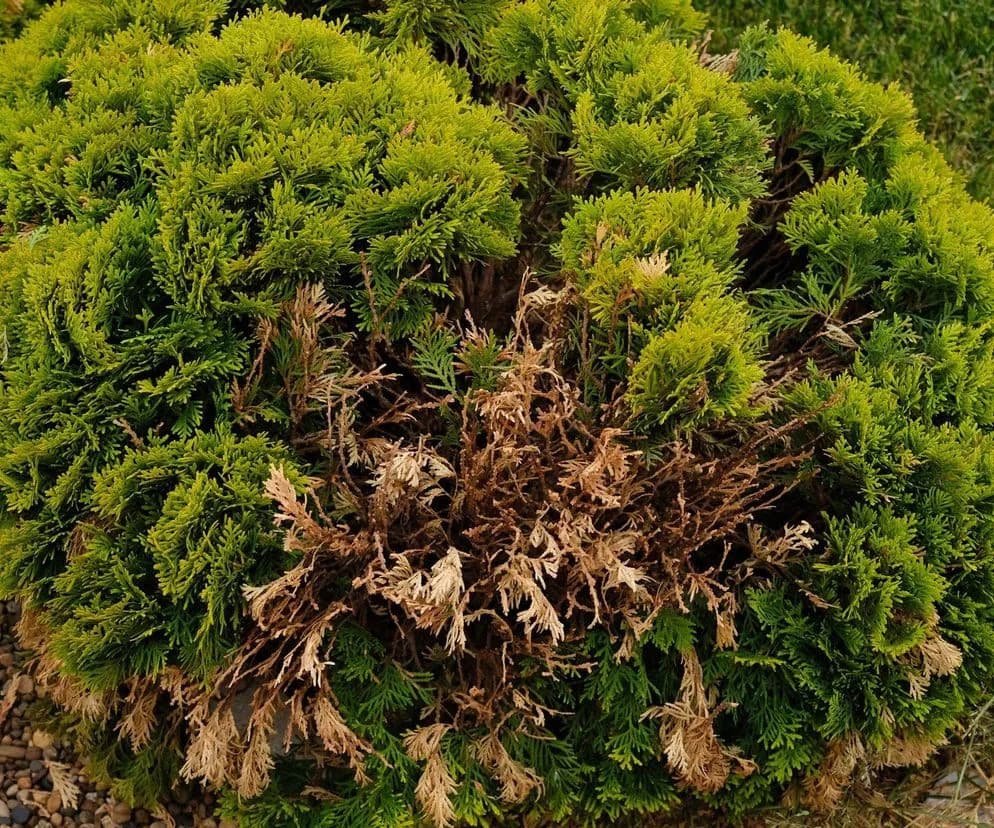 Dlaczego tui brązowieją? Przyczyny, leczenie i skuteczne sposoby zapobiegania