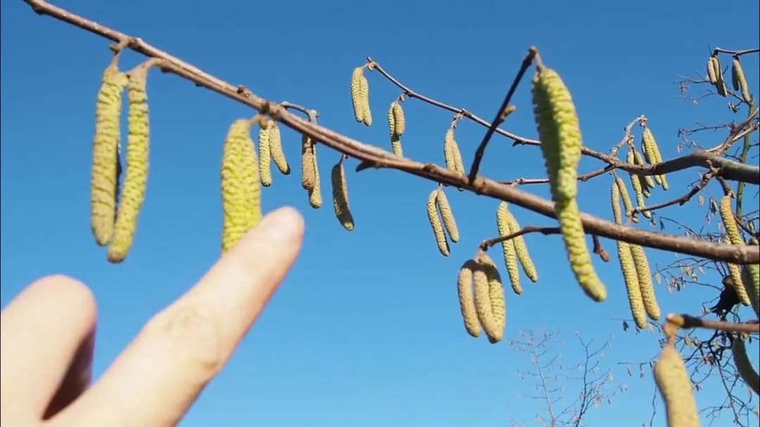 Jak kwitnie leszczyna? Odkryj, co wpływa na jej kwitnienie