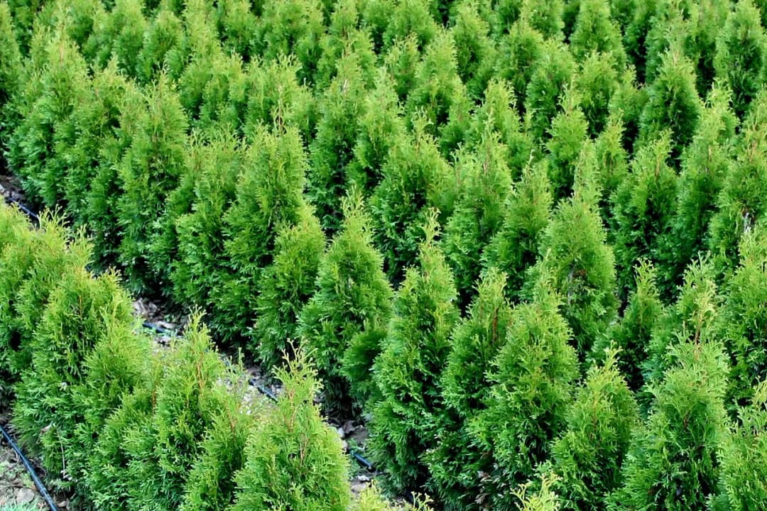 Ile rosną tuje na rok? Sprawdź, jak przyspieszyć wzrost żywotników!