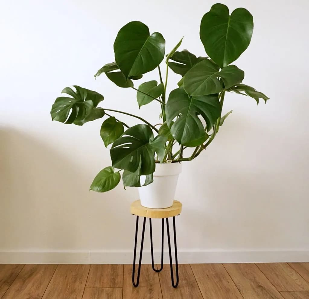 Z czego zrobić podstawki pod doniczki? Kreatywne pomysły DIY