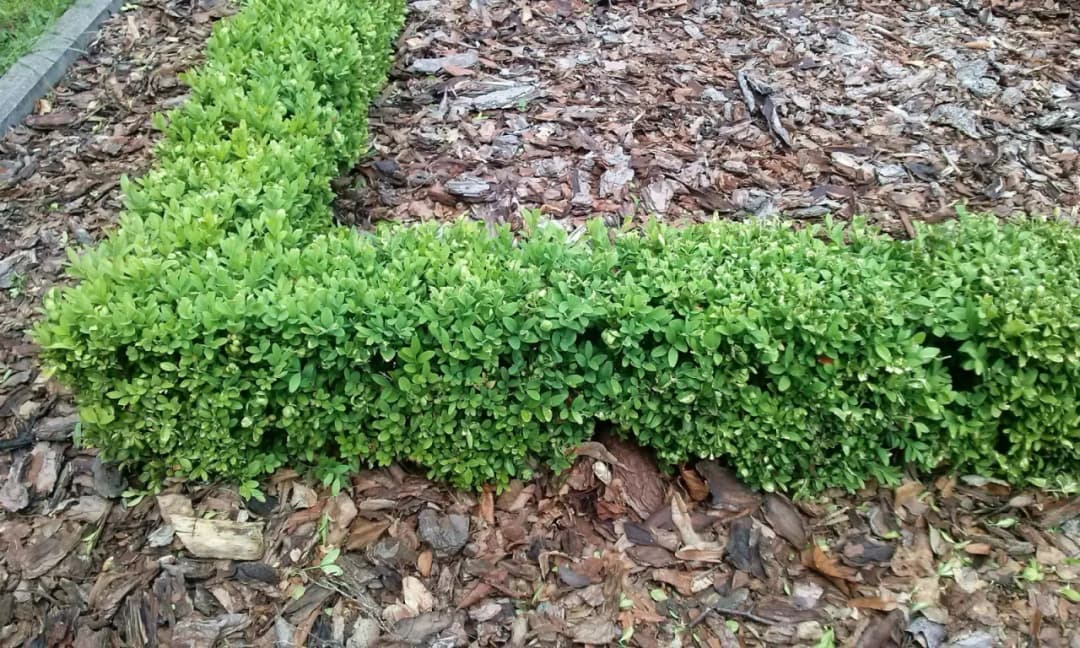 Najlepsze rośliny na niski żywopłot – jak wybrać i uniknąć błędów w pielęgnacji