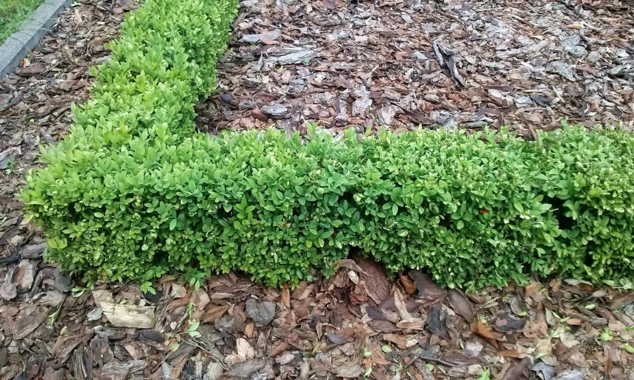 Najlepsze rośliny na niski żywopłot – jak wybrać i uniknąć błędów w pielęgnacji