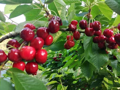 Jak posadzić czereśnie, aby uniknąć najczęstszych błędów?