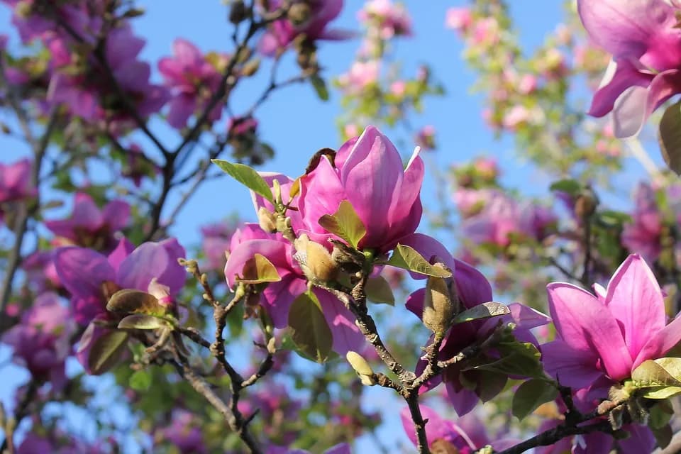 Dlaczego 5 letnia magnolia nie kwitnie? Oto najczęstsze przyczyny