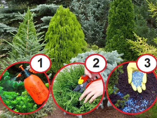 Czym podlewać tuje, aby uniknąć ich usychania i chorób?