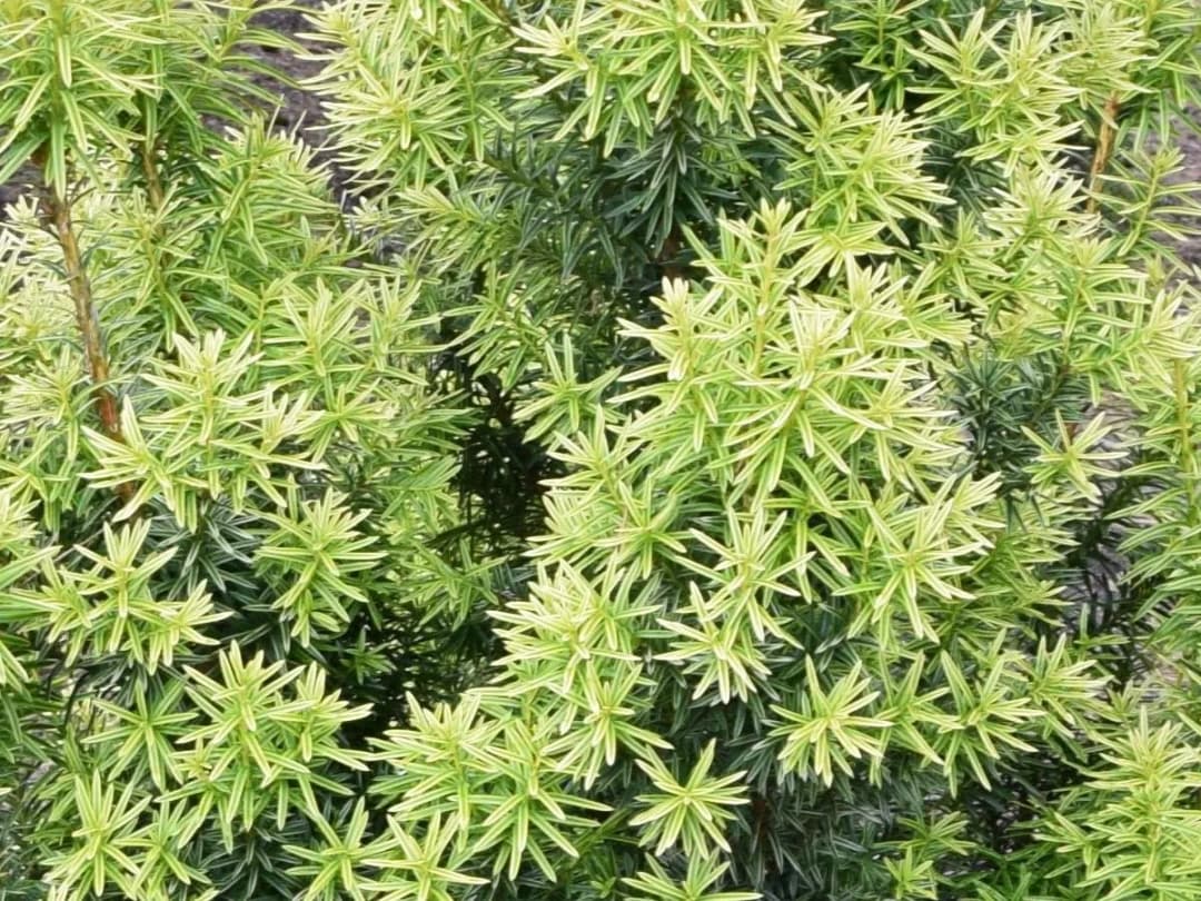 Jak prawidłowo sadzić cisy na żywopłot – uniknij błędów i ciesz się gęstym ogrodzeniem