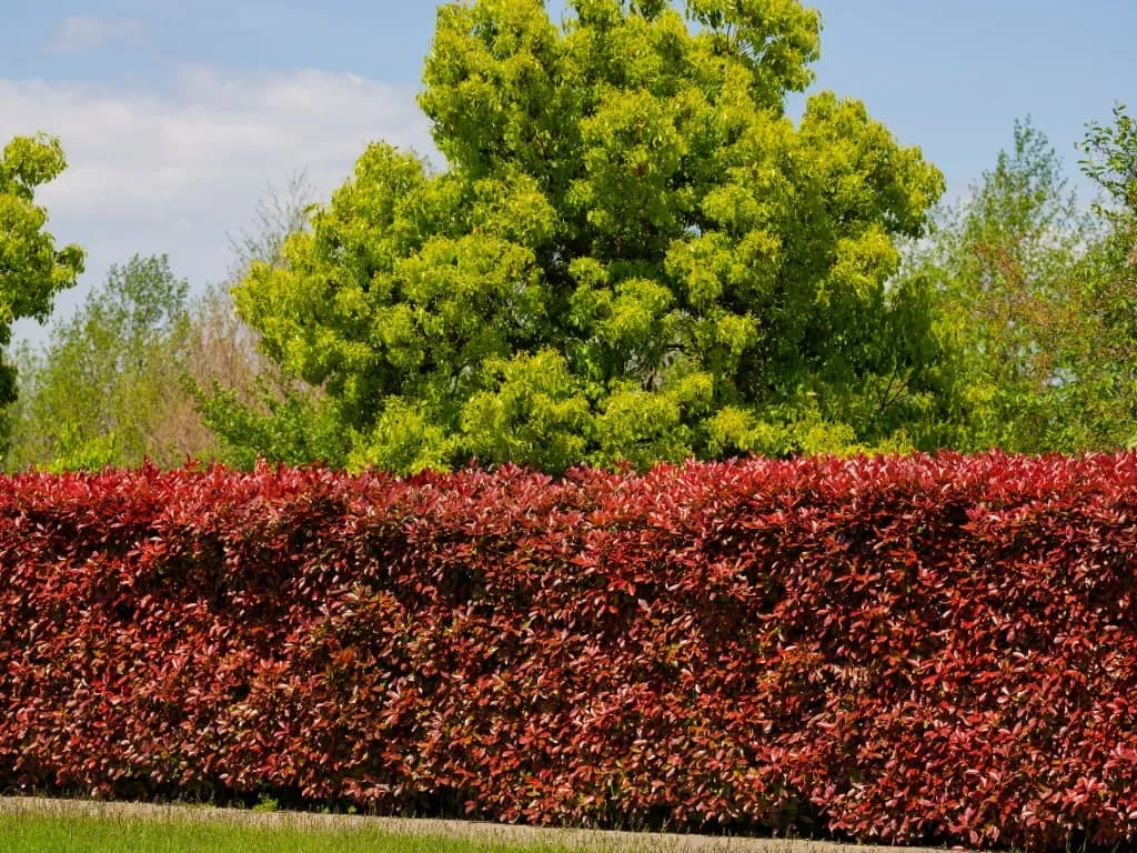 Jak prawidłowo sadzić berberys na żywopłot? Porady i błędy, których unikać