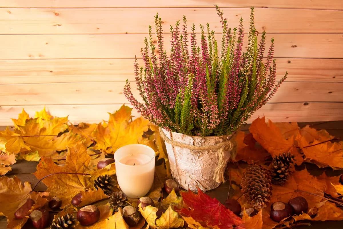 Jakie kwiaty kwitną we wrześniu i październiku? Odkryj piękno jesieni