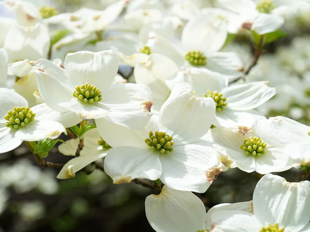 Co teraz kwitnie na biało? Odkryj piękne rośliny do ogrodu
