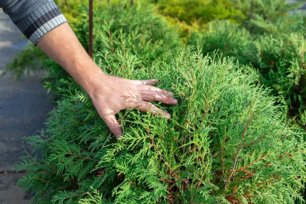 Jak długo rosną tuje? Sprawdź tempo wzrostu i jak je przyspieszyć!