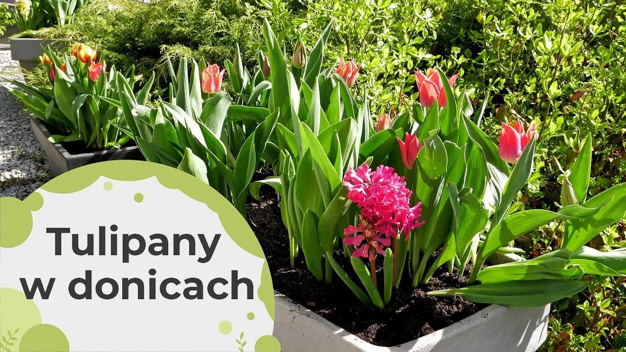 Jak sadzić tulipany w doniczce, aby uniknąć najczęstszych błędów