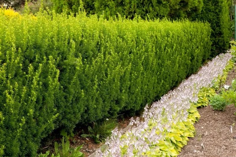 Cis na żywopłot – jak szybko rośnie i co zrobić, by przyspieszyć wzrost?