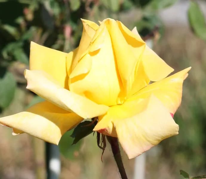 Kiedy kwitną róże na pniu? Poznaj sekrety ich długiego kwitnienia