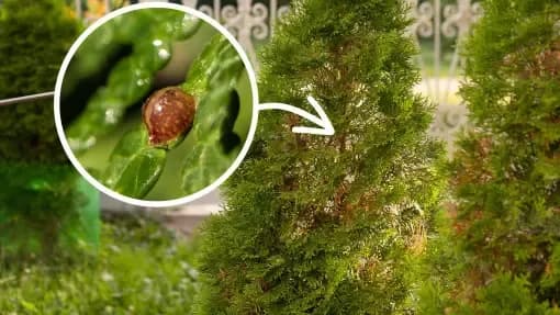 Skuteczne metody pryskania tui na choroby i szkodniki