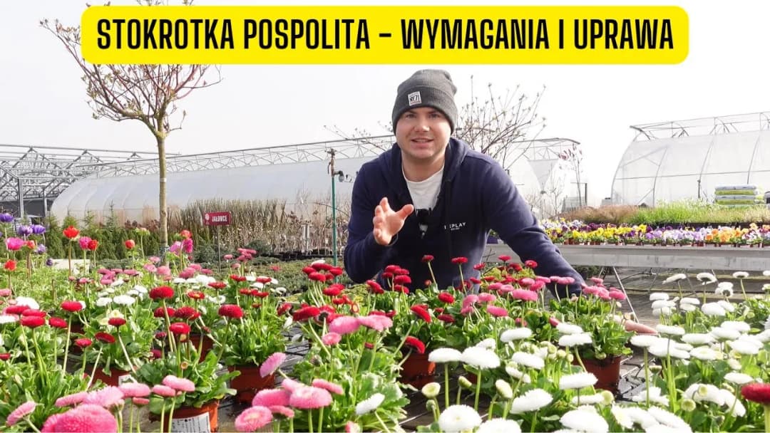 Stokrotka kiedy kwitnie – poznaj okresy kwitnienia różnych gatunków