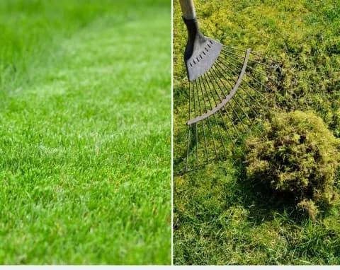 Skuteczne sposoby na pozbycie się mchu z ogrodu – praktyczne porady i triki