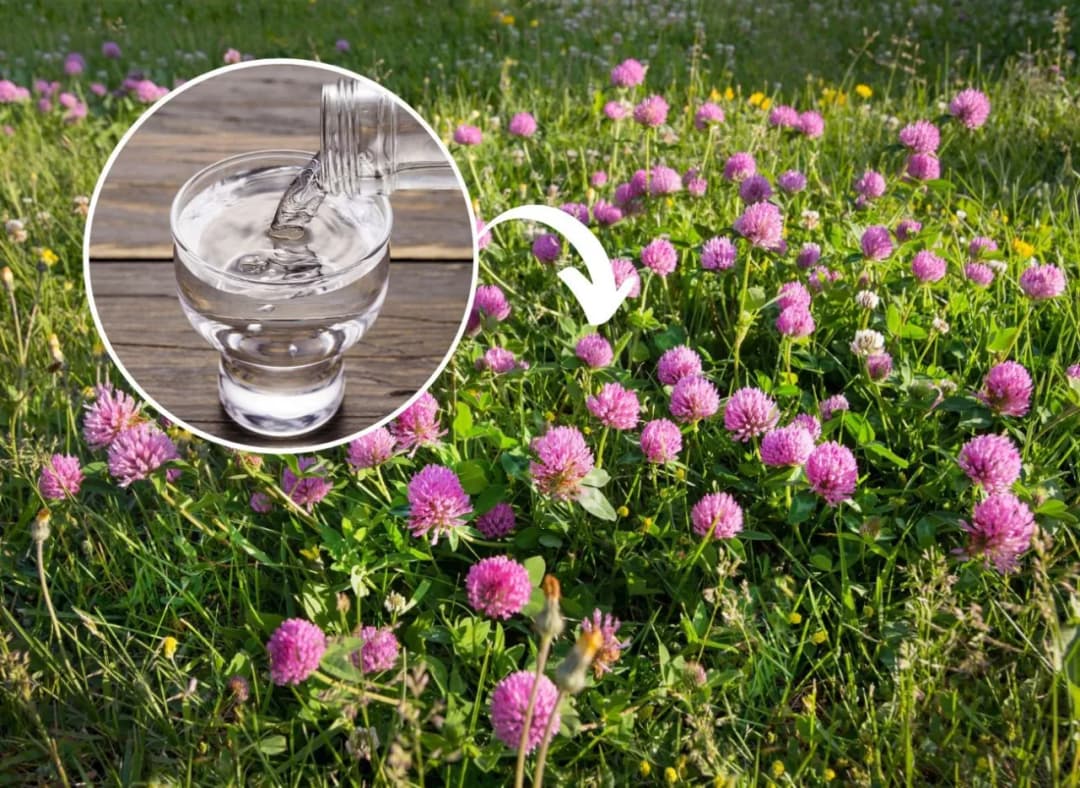 Koniczynka chwast – jak skutecznie z nią walczyć i zyskać korzyści