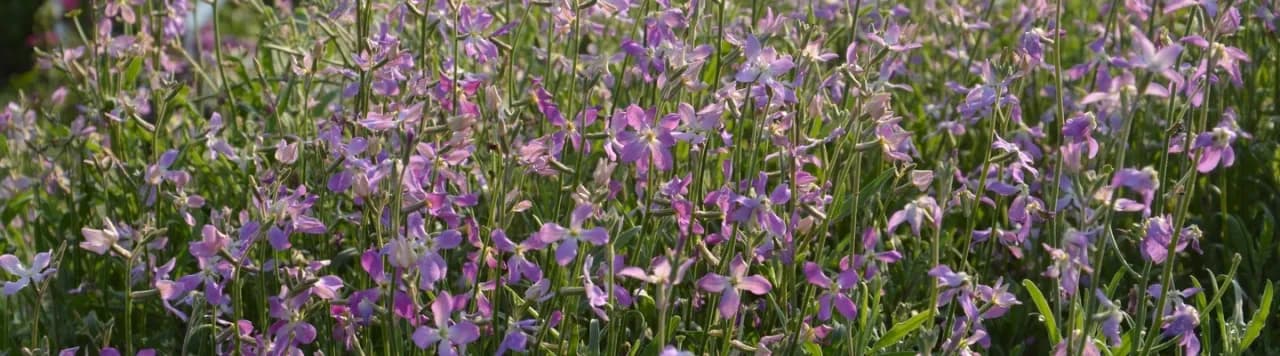 Kiedy kwitnie maciejka? Odkryj sekrety jej pięknych kwiatów