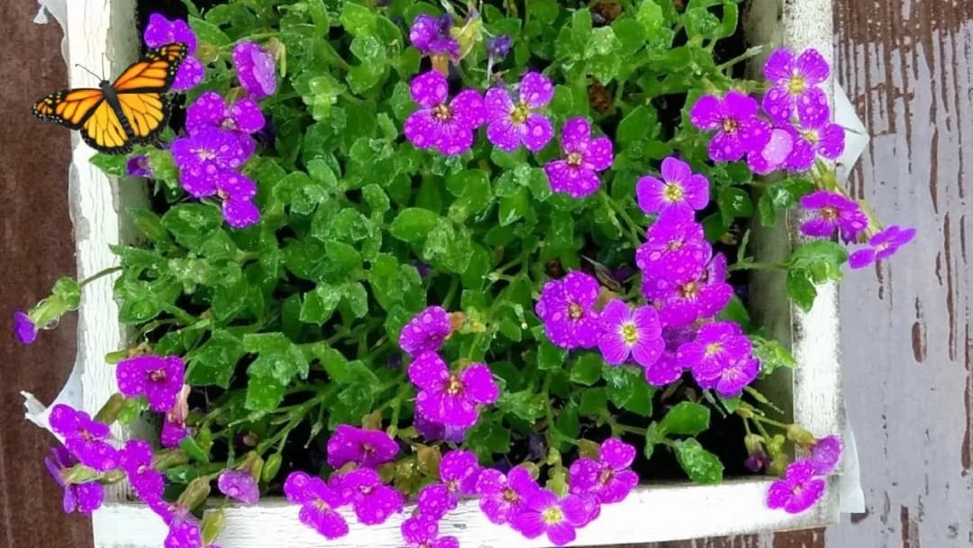 Jak długo kwitnie żagwin? Odkryj jego długotrwałe piękno