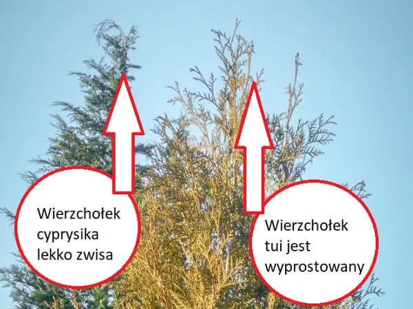 Cyprys czy tuja na żywopłot? Która roślina lepiej spełni Twoje oczekiwania?