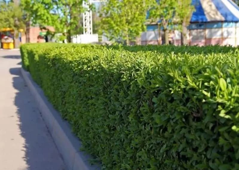 Najlepsza odmiana laurowiśni na żywopłot – jak wybrać i uniknąć błędów