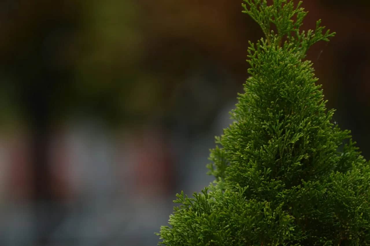 Czy wycięcie tui wymaga pozwolenia? Sprawdź, co mówią przepisy i uniknij kar