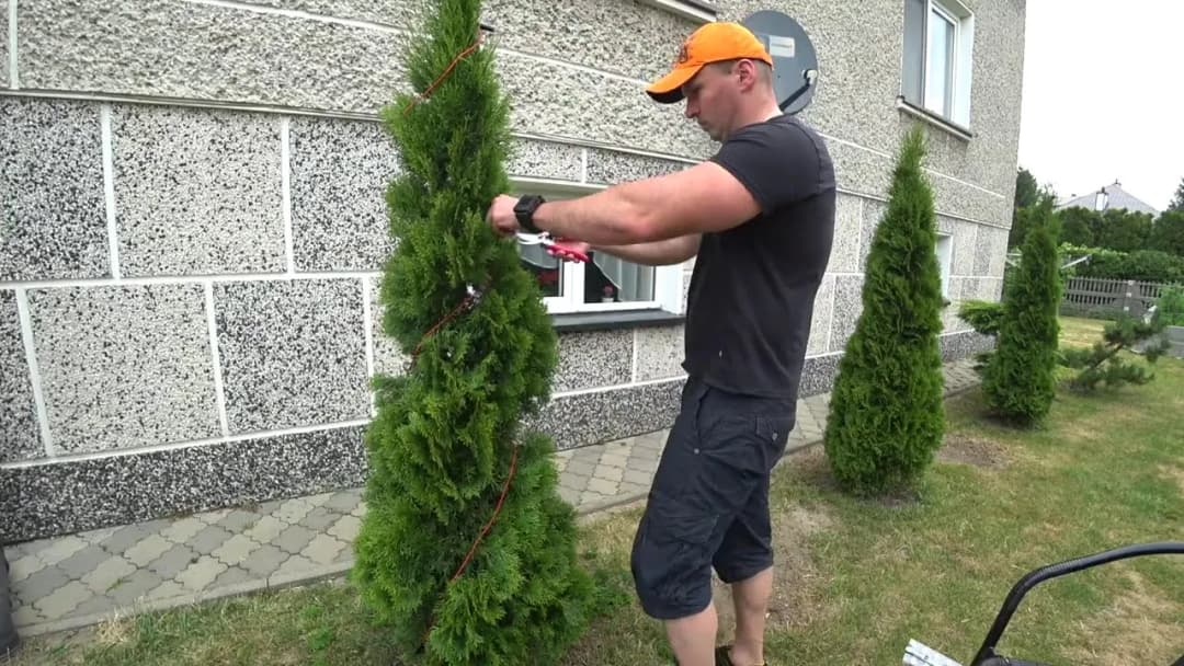 Jak prawidłowo przycinać tuje Szmaragd, aby uniknąć błędów i zachować ich piękno