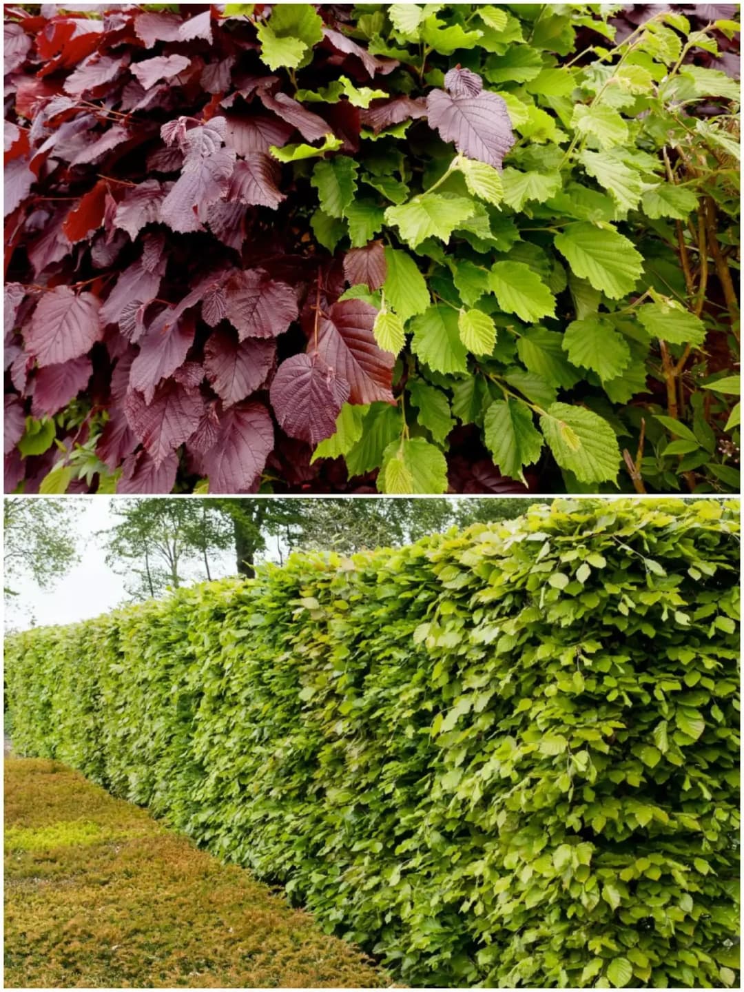 Grab czy buk na żywopłot? Który wybrać i dlaczego to ważne dla Twojego ogrodu