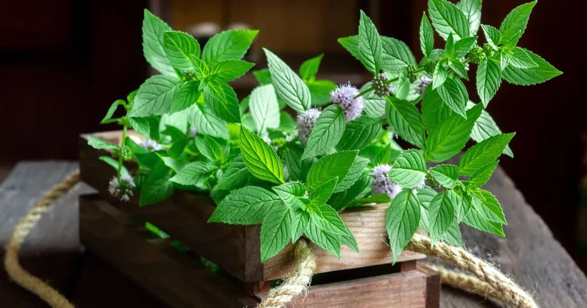 Jak dbać o miętę w doniczce, aby zawsze była zdrowa i aromatyczna