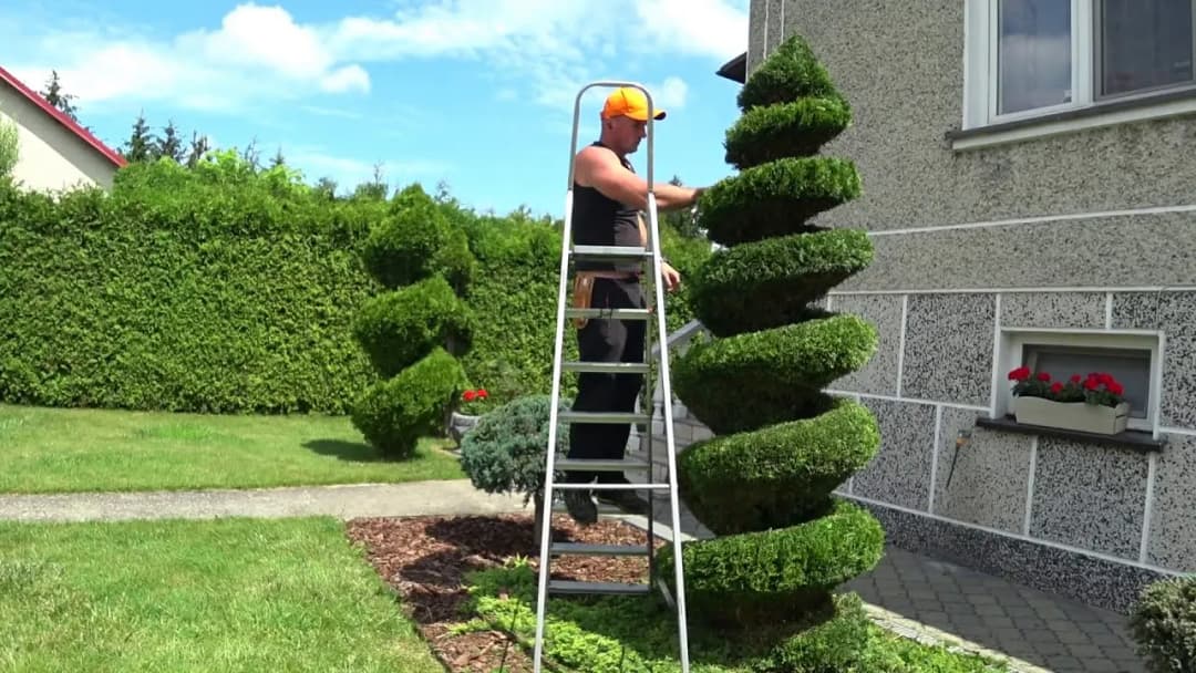 Jak prawidłowo formować tuje szmaragd – uniknij błędów i ciesz się pięknym żywopłotem