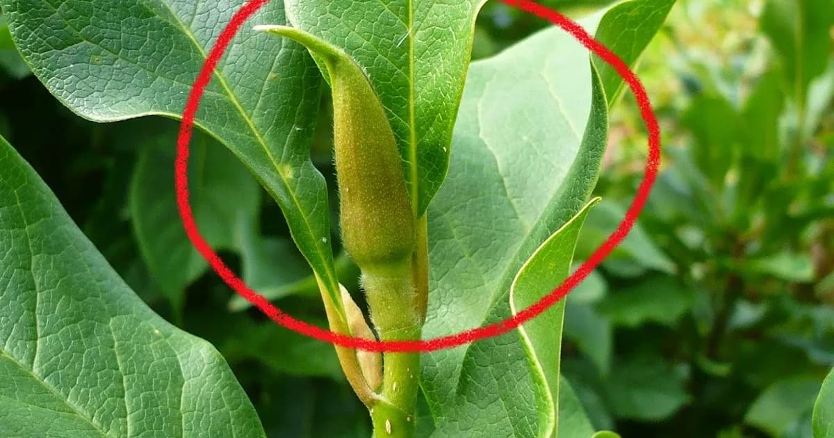 Ile razy kwitnie magnolia? Odkryj tajemnice jej pięknych kwiatów