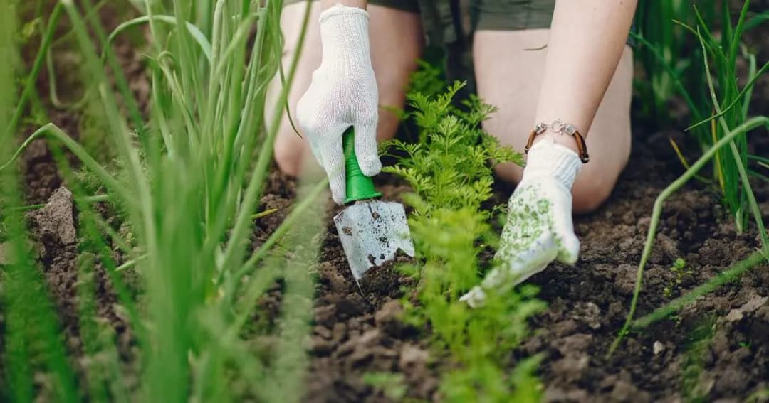 Co sadzić w kwietniu w ogrodzie, aby uniknąć błędów i cieszyć się pięknem
