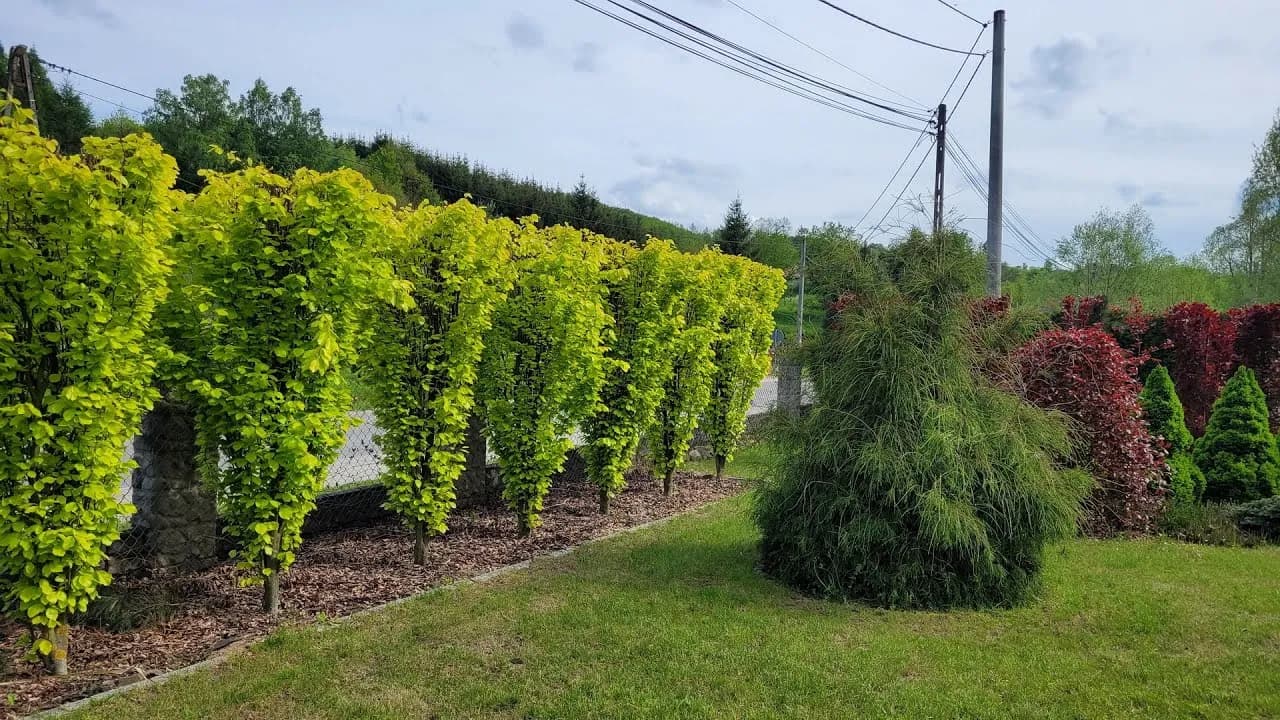 Co posadzić na żywopłot: najlepsze rośliny i błędy, których unikać
