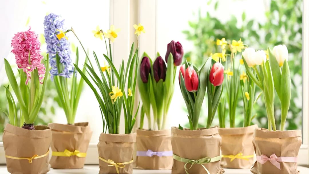 Jakie kwiaty na wiosnę do doniczek - rośliny odporne na chłód