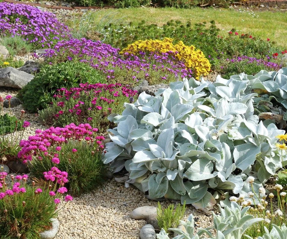 Najlepsze wieloletnie kwiaty na skalniak – trwałe i efektowne kompozycje dla każdego ogrodu