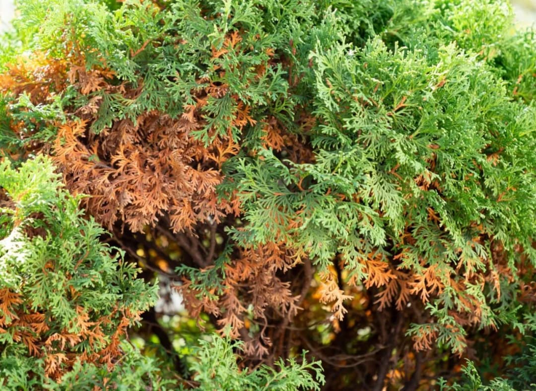 Jak często podlewać tuje, by uniknąć przesuszenia i zapewnić zdrowy wzrost?