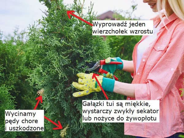 Kiedy najlepiej przycinać tuje, aby uniknąć błędów i cieszyć się pięknym żywopłotem