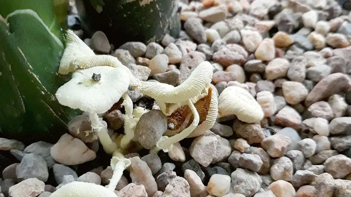 Co oznaczają grzyby w doniczce i jak uratować rośliny przed nimi