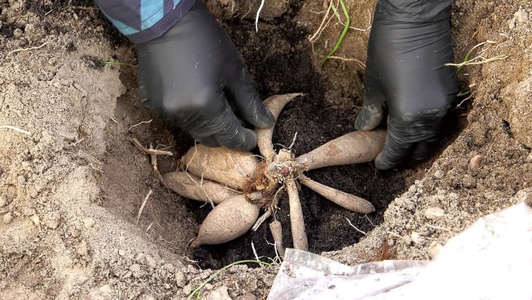 Kiedy sadzimy dalie do doniczek, aby uniknąć błędów w uprawie