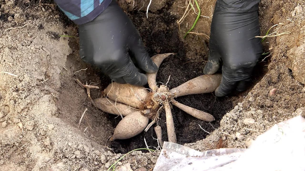 Kiedy sadzimy dalie do doniczek, aby uniknąć błędów w uprawie