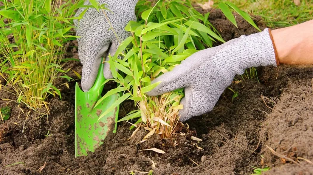 Jak prawidłowo sadzić bambusy w ogrodzie i uniknąć błędów w pielęgnacji