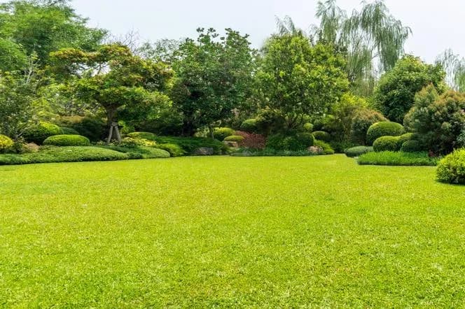 Kiedy nawozić trawnik na wiosnę? Uniknij błędów i ciesz się pięknym trawnikiem!