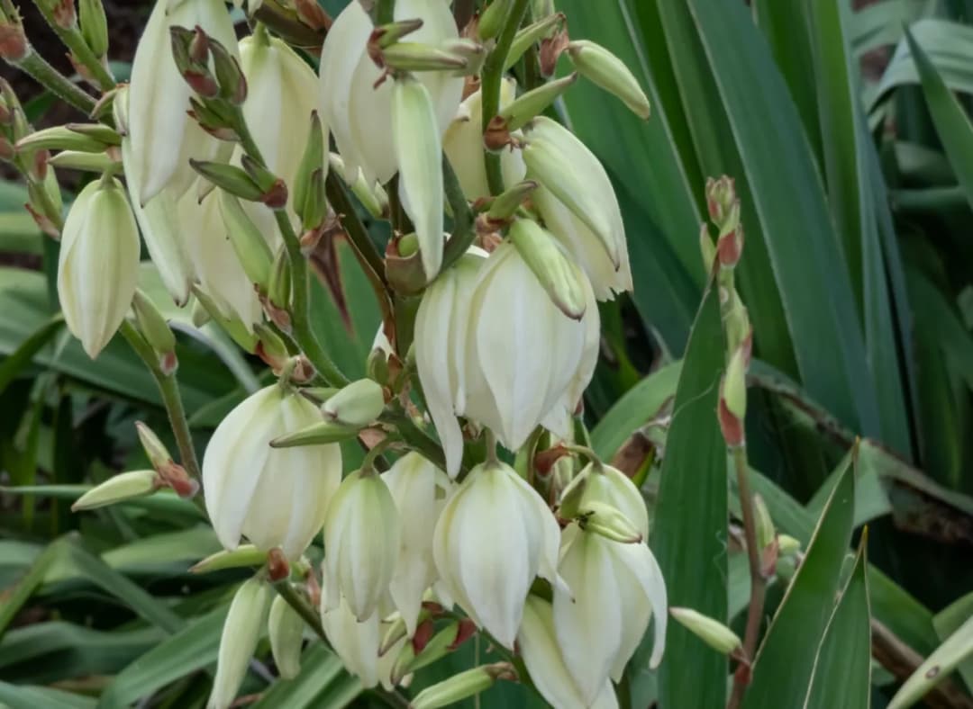 Co posadzić obok juki ogrodowej, aby stworzyć piękny ogród?