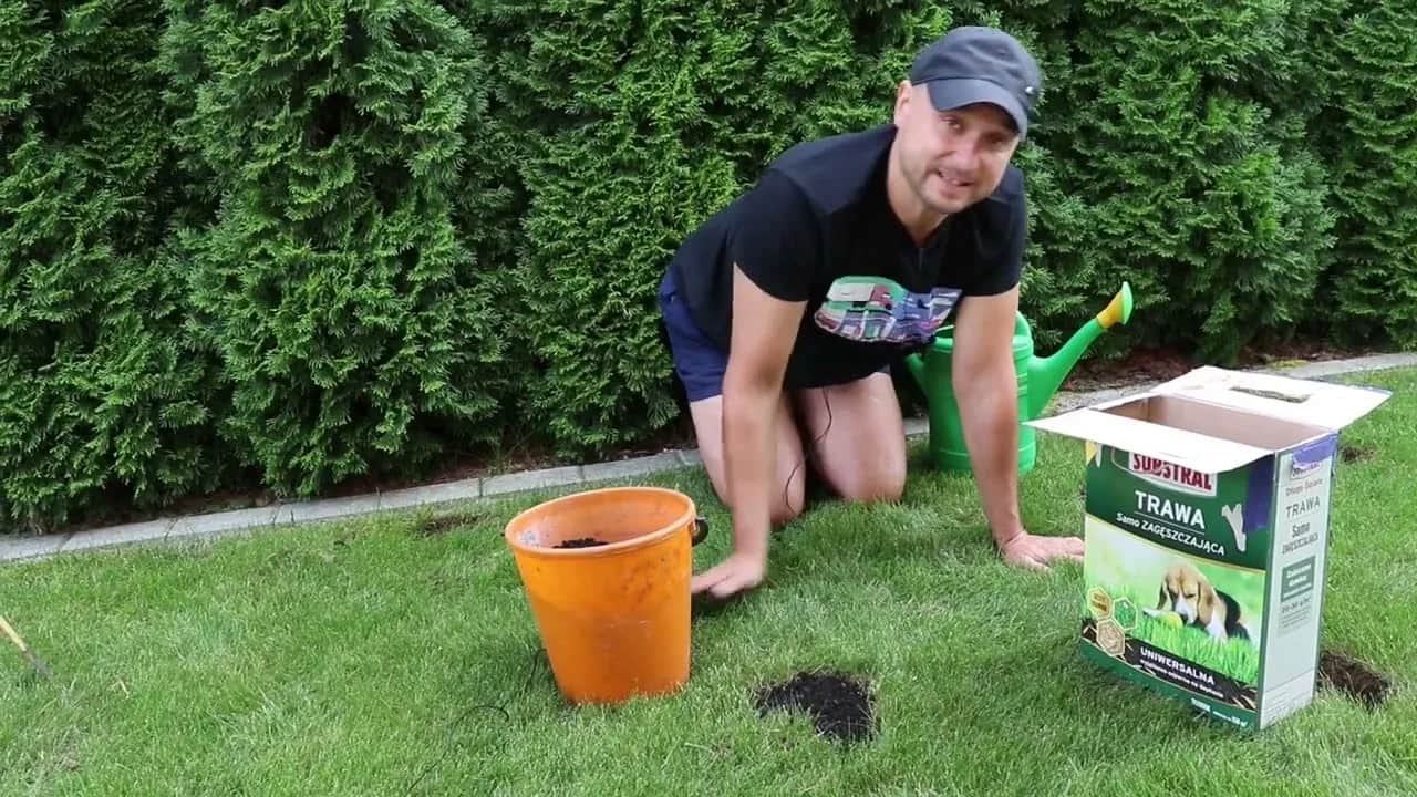 Skuteczne metody na perz w trawniku - jak go zwalczyć raz na zawsze