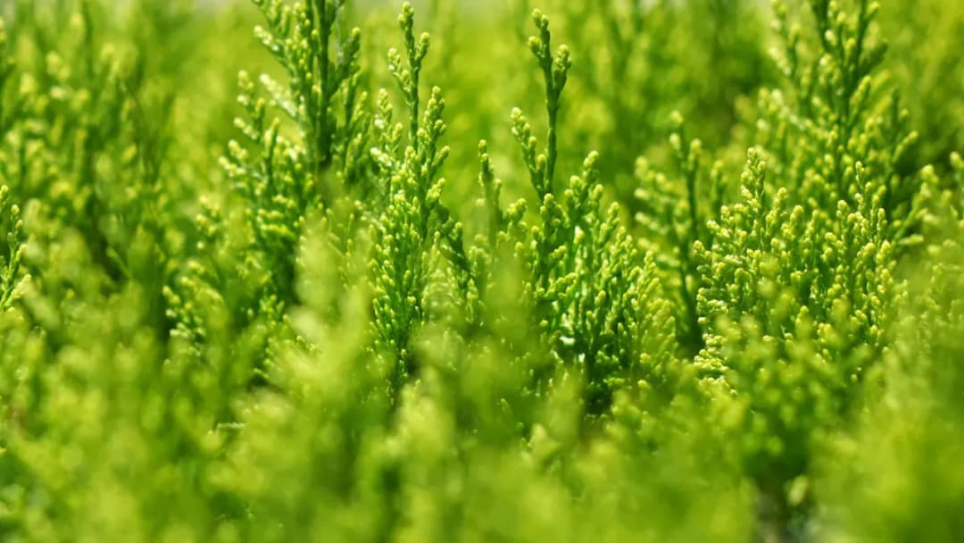 Ile nawozu pod tuje? Sprawdź, jak uniknąć błędów w nawożeniu