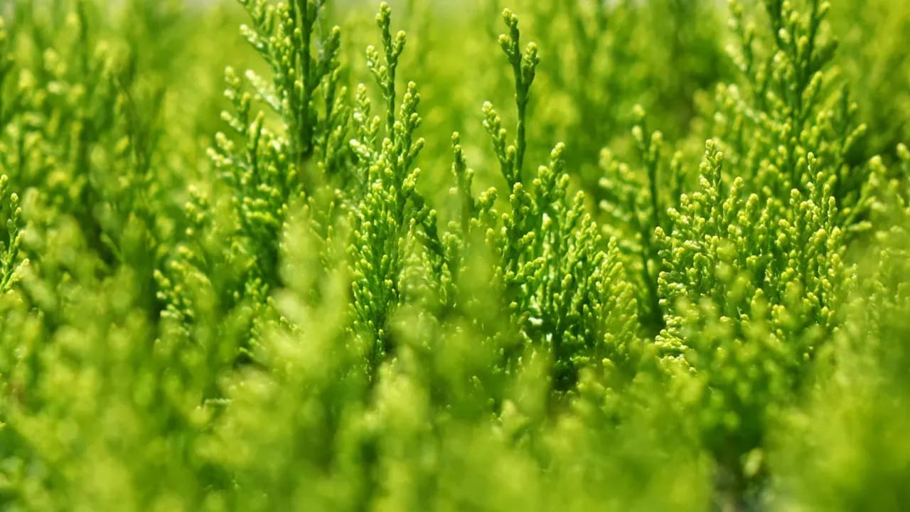 Ile nawozu pod tuje? Sprawdź, jak uniknąć błędów w nawożeniu